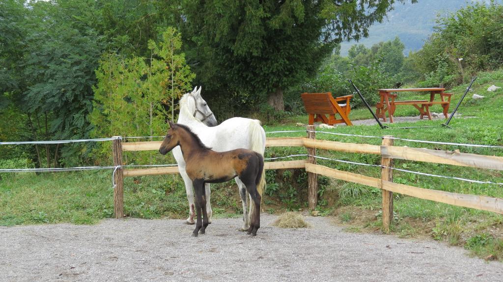 Lipizzaner Lodge Guest House Postojna Exterior foto